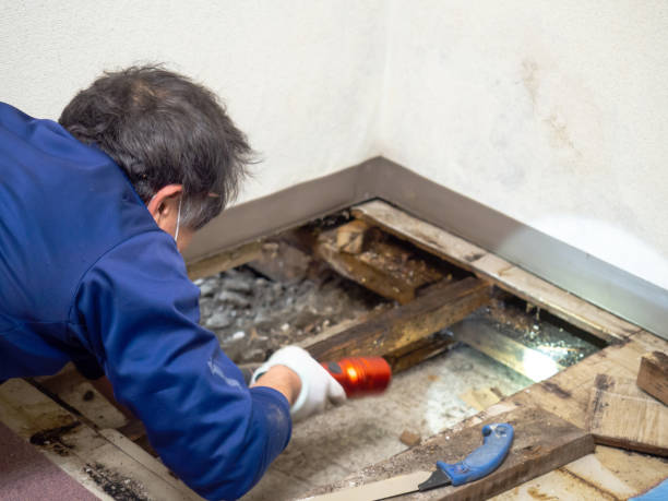 Mold Removal and Inspection in Battle Creek, MI