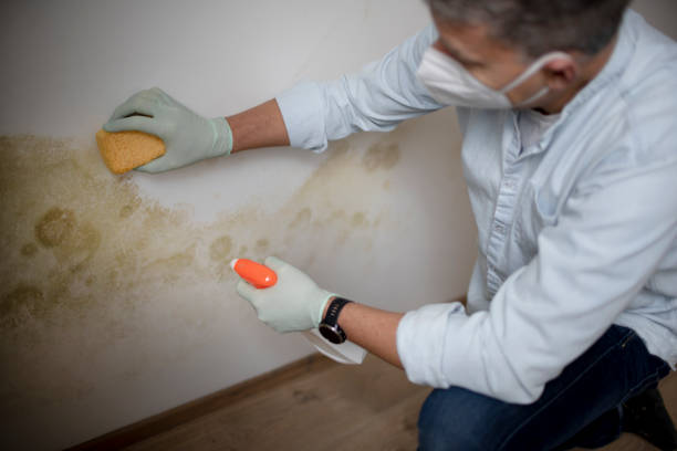 Crawl Space Mold Removal in Battle Creek, MI