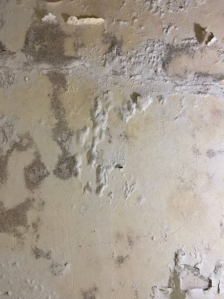 Best Attic Mold Removal  in Battle Creek, MI