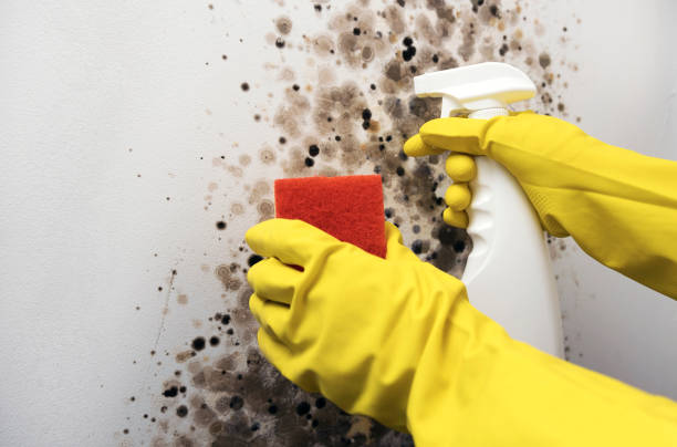 Best Attic Mold Removal  in Battle Creek, MI