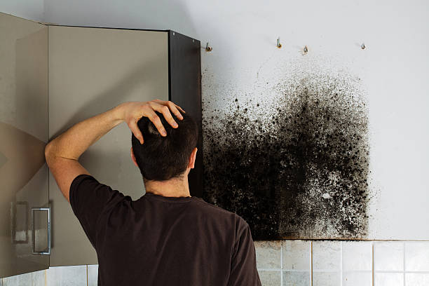 Best Office Mold Removal Services  in Battle Creek, MI